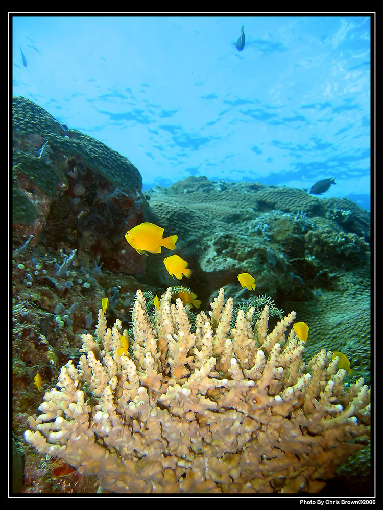 Pemuteran Bay – Reef Seen Bali